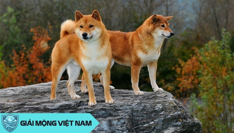 Nằm mơ thấy chó Shiba: Giải mã điềm báo từ biểu tượng may mắn của Nhật Bản Nằm mơ thấy chó Shiba: Giải mã điềm báo từ biểu tượng may mắn của Nhật Bản