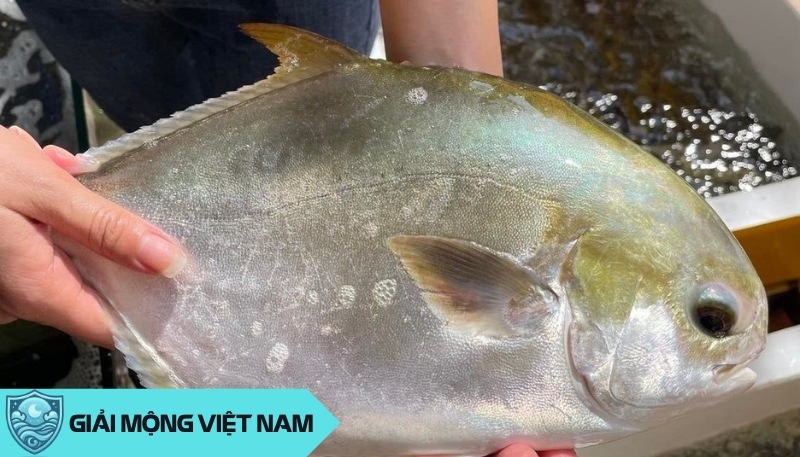 Nằm mơ thấy cá chim điềm thăng hoa hay suy sụp? Cá chim số mấy? Nằm mơ thấy cá chim điềm thăng hoa hay suy sụp? Cá chim số mấy?