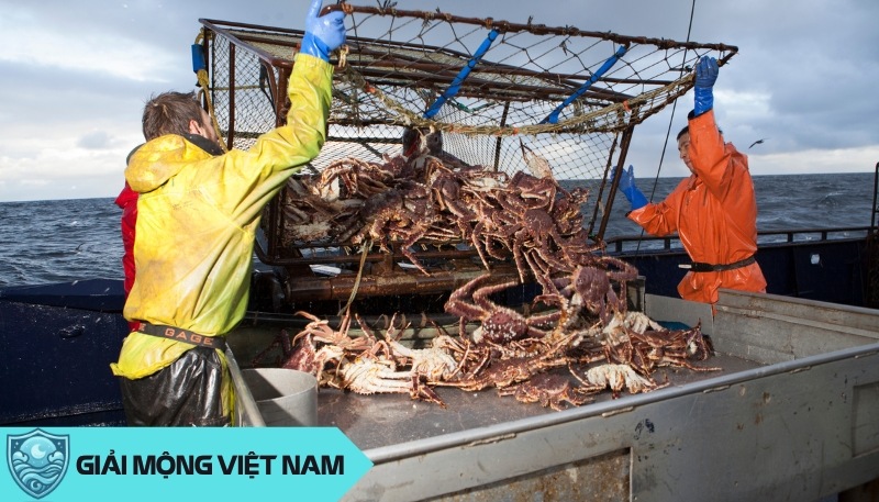 Nằm mơ thấy bắt cua to nhỏ: Điềm báo thành công hay thất bại, đánh con gì? Nằm mơ thấy bắt cua to nhỏ: Điềm báo thành công hay thất bại, đánh con gì?