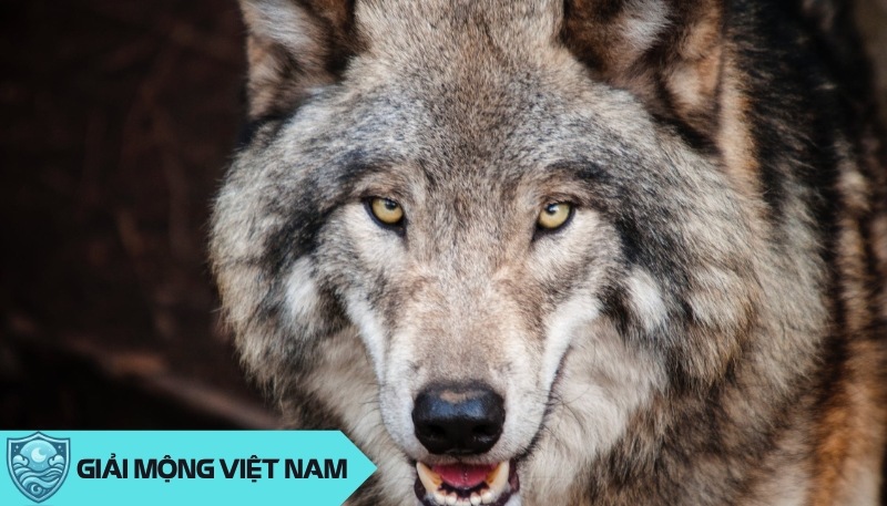 Nằm mơ thấy chó sói có điềm báo tương lai tốt hay xấu, đánh con gì? Nằm mơ thấy chó sói có điềm báo tương lai tốt hay xấu, đánh con gì?