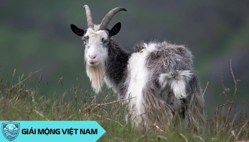 Nằm mơ thấy dê: Giải mã giấc mơ về con vật có râu, dự đoán đánh số mấy?