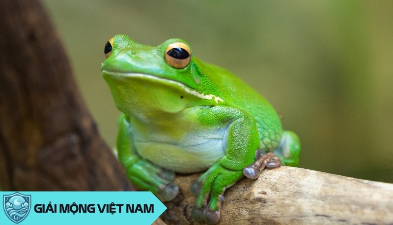 Nằm mơ thấy ếch: Lời nhắn từ loài lưỡng cư bé nhỏ và tinh ranh, dự đoán đánh con gì?
