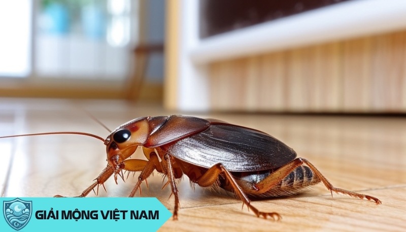 Nằm mơ thấy gián: Điềm báo từ loài côn trùng gớm ghiếc, dự đoán đánh con gì? Nằm mơ thấy gián: Điềm báo từ loài côn trùng gớm ghiếc, dự đoán đánh con gì?