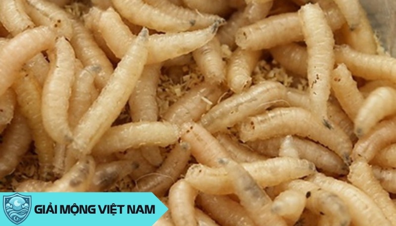 Nằm mơ thấy con giòi: Thông điệp bí ẩn từ ấu trùng trắng ngà, dự đoán đánh con gì?