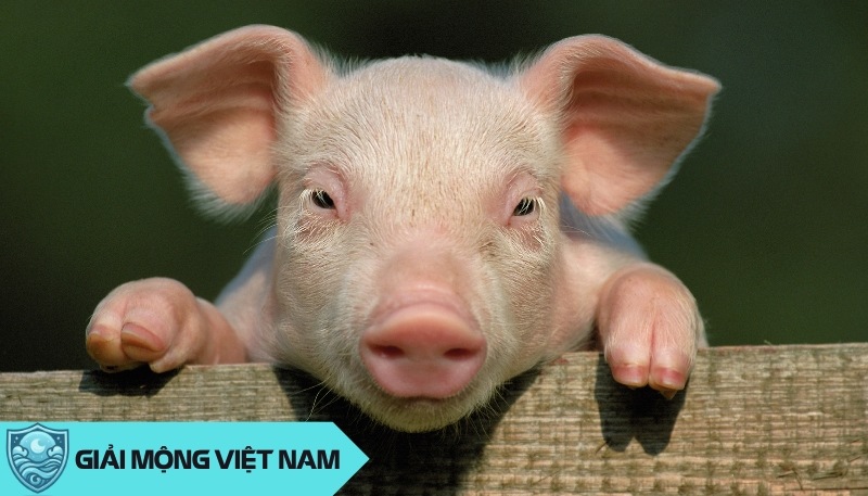 Nằm mơ thấy heo: Ý nghĩa tâm linh từ loài vật ủn ỉn đáng yêu, đánh con gì? Nằm mơ thấy heo: Ý nghĩa tâm linh từ loài vật ủn ỉn đáng yêu, đánh con gì?