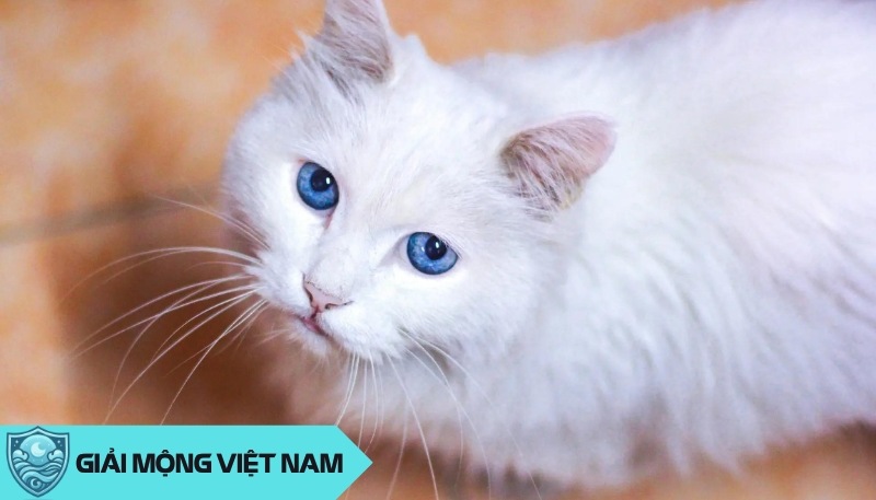 Nằm mơ thấy mèo trắng: Giữa hy vọng và lo âu, đánh con gì hôm nay? Nằm mơ thấy mèo trắng: Giữa hy vọng và lo âu, đánh con gì hôm nay?