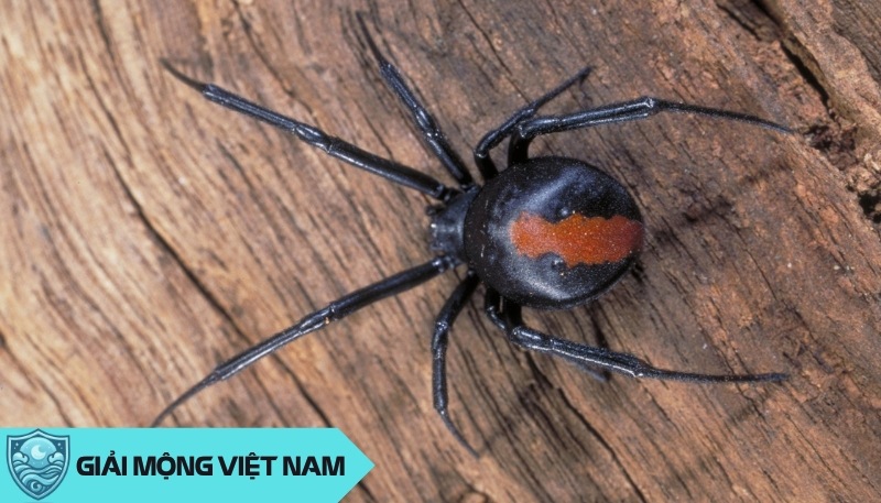 Nằm mơ thấy nhện: Điềm báo từ sinh vật 8 chân nhanh nhẹn, đánh con gì? Nằm mơ thấy nhện: Điềm báo từ sinh vật 8 chân nhanh nhẹn, đánh con gì?