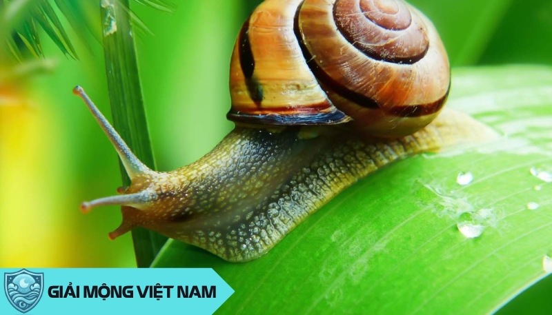 Nằm mơ thấy con ốc: Điềm gì cho sự nghiệp và công việc? Nằm mơ thấy con ốc: Điềm gì cho sự nghiệp và công việc?