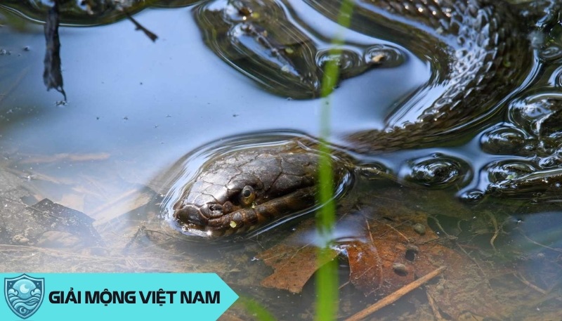 Nằm mơ thấy rắn nước có ý nghĩa gì trong dân gian và khoa học, báo điềm gì? Nằm mơ thấy rắn nước có ý nghĩa gì trong dân gian và khoa học, báo điềm gì?