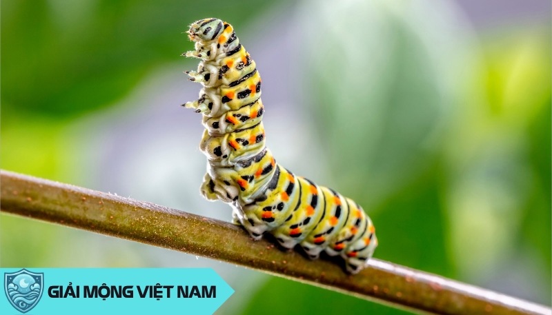 Nằm mơ thấy sâu: Xanh tươi nhiều đốt, điềm lành cho sự tăng trưởng, dự đoán đánh con gì?