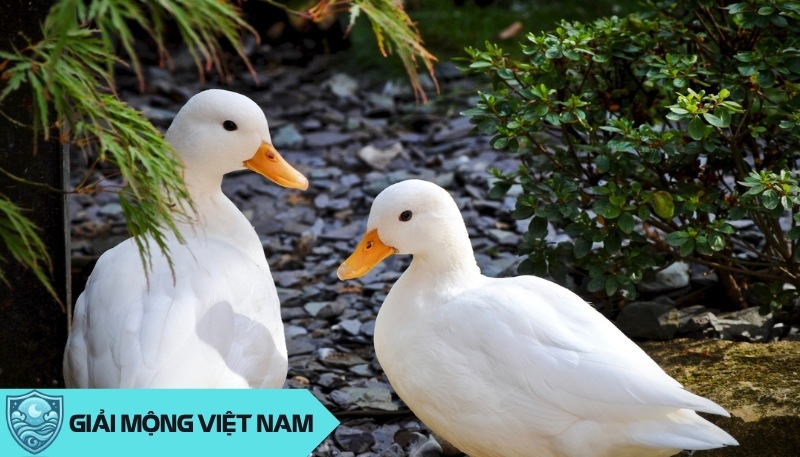 Nằm mơ thấy vịt: Giải mã ý nghĩa tâm linh từ loài thủy cầm, dự đoán đánh con gì?