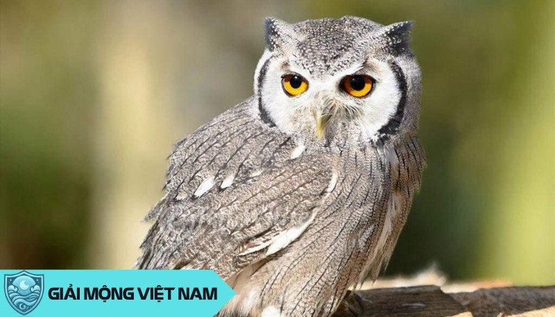 Chim Cú Mèo Bay Vào Nhà Đánh Số Gì? Chim Cú Mèo Bay Vào Nhà Đánh Số Gì?
